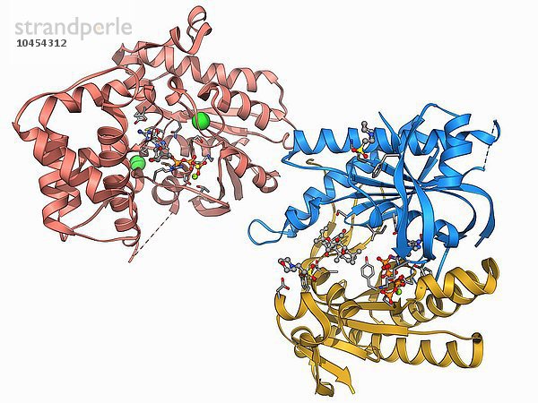 Adenylyl-Zyklase. Molekulares Modell der Adenylylzyklase im Komplex mit einem Inhibitor. Dieses Enzym katalysiert die Umwandlung von ATP (Adenosintriphosphat) in zyklisches AMP (cAMP) und Pyrophosphat. cAMP steuert zahlreiche Zellfunktionen. Adenylylcyclase-Enzymmolekül