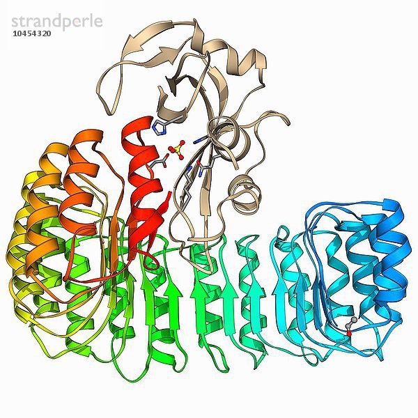 Ribonuklease  gebunden an einen Inhibitor  molekulares Modell. Ribonuklease (RNase) ist eine Art von Nuklease  die den Abbau von RNA (Ribonukleinsäure) in kleinere Bestandteile katalysiert  um andere genetische Prozesse vorzubereiten. Ribonuklease an Inhibitor gebunden