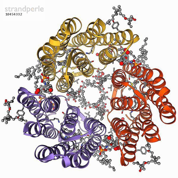 Bakteriorhodopsin-Protein. Molekulares Modell der Struktur von Bacteriorhodopsin (bR)  einem Protein  das in primitiven Mikroorganismen  den so genannten Archaea  vorkommt. Dieses Protein fungiert als Protonenpumpe. Es nutzt die Lichtenergie  um die zelluläre ATP-Synthese anzutreiben. Bacteriorhodopsin-Protein