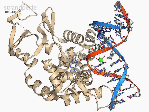 Oxoguanin-Glykosylase-Komplex. Das Computermodell zeigt ein 8-Oxoguanin-Glykosylase (OGG1)-Molekül (beige)  das an einen Abschnitt der DNA (Desoxyribonukleinsäure  rot und blau) gebunden ist. OGG1 ist ein DNA-Glykosylase-Enzym  das an der Basen-Exzisionsreparatur beteiligt ist - ein zellulärer Mechanismus  der beschädigte DNA während des gesamten Zellzyklus repariert. Oxoguanin-Glykosylase-Komplex