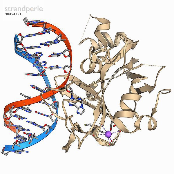 Oxoguanin-Glykosylase-Komplex. Das Computermodell zeigt ein 8-Oxoguanin-Glykosylase (OGG1)-Molekül (beige)  das an einen Abschnitt der DNA (Desoxyribonukleinsäure  rot und blau) gebunden ist. OGG1 ist ein DNA-Glykosylase-Enzym  das an der Basen-Exzisionsreparatur beteiligt ist - ein zellulärer Mechanismus  der beschädigte DNA während des gesamten Zellzyklus repariert. Oxoguanin-Glykosylase-Komplex