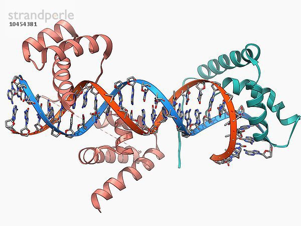 An DNA gebundene Transkriptionsfaktoren. Molekulares Modell der Transkriptionsfaktoren Oct4 (rosa) und Sox2 (grün)  gebunden an ein Molekül DNA (Desoxyribonukleinsäure  rot und blau). Transkriptionsfaktoren sind Proteine  die an bestimmte DNA-Sequenzen binden und die Transkription (Übertragung) der genetischen Information von der DNA auf die RNA (Ribonukleinsäure) steuern. Oct4 und Sox2 wirken in embryonalen Stammzellen Transkriptionsfaktoren  die an die DNA gebunden sind