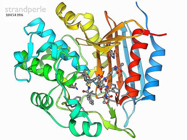 Bakterielles Zellwandenzym. Molekulares Modell der D-Alanyl-D-Alanin-Carboxypeptidase  einer Transpeptidase. Dieses Enzym vernetzt Peptidoglykan-Ketten in bakteriellen Zellwänden und macht sie dadurch starr. Es ist das Ziel des Medikaments Penicillin. Molekül eines bakteriellen Zellwandenzyms