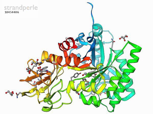 Chitinase  molekulares Modell. Dieses Enzym katalysiert den Abbau von glykosidischen Bindungen in Chitin  dem Hauptbestandteil von Pilzzellwänden und den Exoskeletten von Gliederfüßern. Chitinase Enzymmolekül