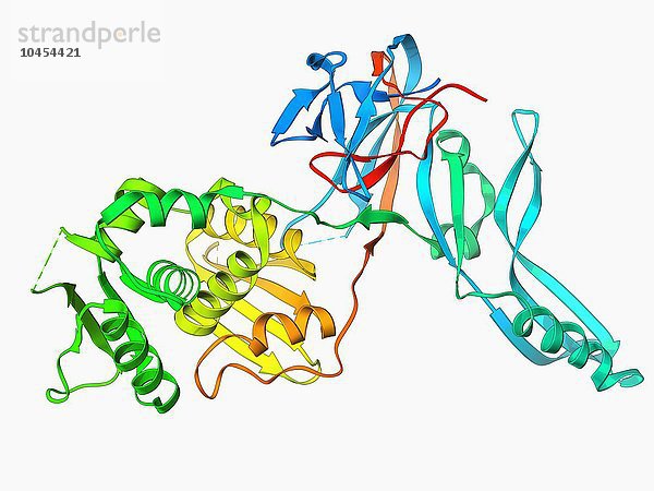 VMA-1 abgeleitete Endonuklease. Molekulares Modell des Restriktionsenzyms VMA-1 derived endonuclease. Restriktionsenzyme  die auch als Restriktionsendonukleasen bezeichnet werden  erkennen spezifische Nukleotidsequenzen und schneiden die DNA an diesen Stellen. Sie kommen in Bakterien und Archaeen vor und haben sich vermutlich zur Abwehr von Virusinfektionen entwickelt. Molekül einer von VMA-1 abgeleiteten Endonuklease