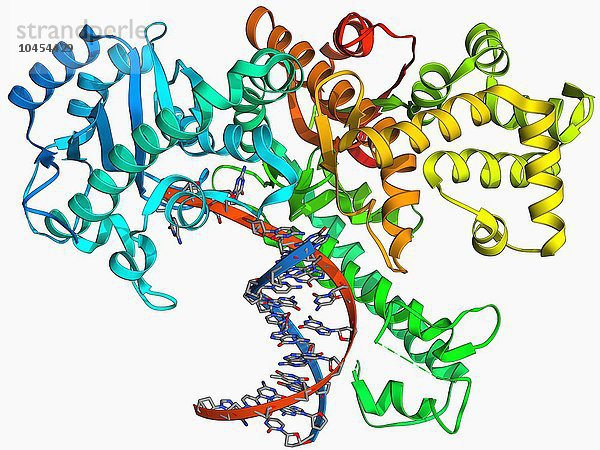 Klenow-Fragment der DNA-Polymerase I. Molekülmodell des Klenow- oder großen Fragments der DNA-Polymerase I im Komplex mit DNA (Desoxyribonukleinsäure  rot und blau). Die DNA-Polymerase synthetisiert während der DNA-Replikation einen neuen DNA-Strang aus einem komplementären Vorlagenstrang. Dieses Fragment behält diese Aktivität und die Fähigkeit  Nukleotide entgegen der Replikationsrichtung vom Strang abzuspalten  hat aber die Fähigkeit verloren  Nukleotide in der gleichen Richtung wie die Replikation zu spalten. Dies ermöglicht den Einsatz des Enzyms in einer Reihe von Forschungsanwendungen  einschließlich der Herstellung radioaktiver DNA-Sonden. DNA-Polymerase Klenow-Fragment