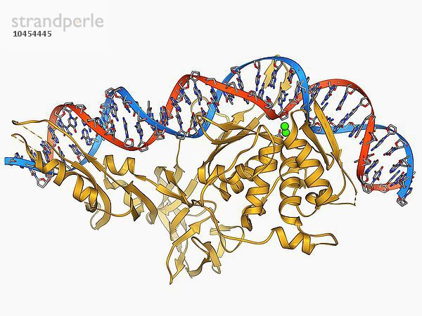 Endonuklease und DNA. Molekulares Modell eines Endonuklease-Restriktionsenzyms (gelb)  das an ein Molekül DNA (Desoxyribonukleinsäure) gebunden ist. Restriktionsenzyme  die auch als Restriktionsendonukleasen bezeichnet werden  erkennen bestimmte Nukleotidsequenzen und schneiden die DNA an diesen Stellen. Sie kommen in Bakterien und Archaeen vor und haben sich vermutlich als Schutz vor Virusinfektionen entwickelt. Endonuklease und DNA  molekulares Modell