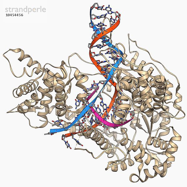 DNA-Transkription. Molekulares Modell des Enzyms RNA-Polymerase II  das einen mRNA-Strang (Boten-Ribonukleinsäure) aus einer DNA-Vorlage (Desoxyribonukleinsäure) synthetisiert. Die Polymerase II erkennt ein Startzeichen auf dem DNA-Strang und bewegt sich dann entlang des Strangs und baut die mRNA auf  bis sie ein Stoppzeichen erreicht. Die mRNA ist das Zwischenglied zwischen der DNA und ihrem Proteinprodukt. DNA-Transkription  molekulares Modell
