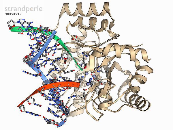 Endonuklease IV-Molekül. Molekulares Modell des Restriktionsenzyms Endonuklease IV EcoRV (beige)  das an einen gespaltenen Abschnitt der DNA (Desoxyribonukleinsäure  blau  rot und grün) gebunden ist. Restriktionsenzyme  die auch als Restriktionsendonukleasen bezeichnet werden  erkennen spezifische Nukleotidsequenzen und schneiden die DNA an diesen Stellen. Sie kommen in Bakterien und Archaeen vor und haben sich vermutlich als Schutz vor viralen Infektionen entwickelt. Die Endonuklease IV ist an der Basen-Exzisionsreparatur der DNA beteiligt. Endonuklease IV-Molekül