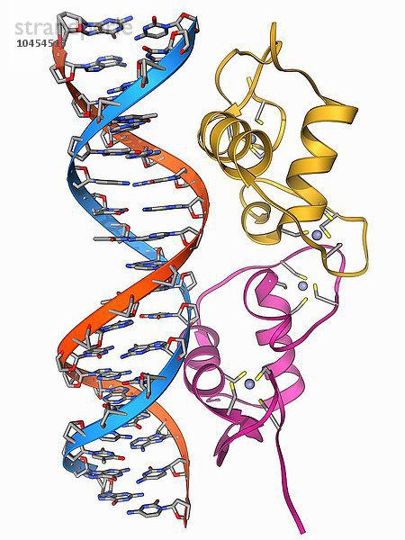 Androgenrezeptor. Molekulares Modell der DNA-bindenden Region eines Androgenrezeptors (rosa und gelb) im Komplex mit DNA (Desoxyribonukleinsäure  blau und rot). Androgenrezeptoren sind Kernrezeptoren  die durch die Bindung eines der androgenen (männlichen Geschlechts-)Hormone Testosteron oder Dihydrotestosteron aktiviert werden. Durch die Bindung der Hormone an den Androgenrezeptor wird dieser in den Zellkern verlagert  wo er die DNA bindet  um Gene einzuschalten  die für die Entwicklung der männlichen Fortpflanzungsorgane und der sekundären Geschlechtsmerkmale kodieren. Androgenrezeptor  molekulares Modell