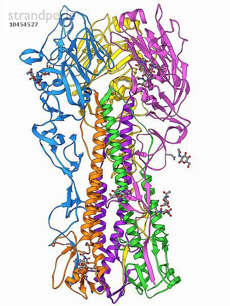 Hämagglutinin-1-Protein  molekulares Modell. Dieses Protein stammt von der Oberfläche des tödlichen Influenza-A-Virus  das 1918 eine Pandemie der Spanischen Grippe verursachte. Hämagglutinin bindet das Virus an die Zellmembran  bevor es in die Zelle eindringt. Das Hämagglutinin des Virus von 1918 war besonders effizient bei der Bindung an menschliche Zellen  was zum Teil für die Virulenz des Ausbruchs verantwortlich war  an dem schätzungsweise 50 bis 100 Millionen Menschen weltweit starben. H1-Antigen aus dem Influenzavirus von 1918