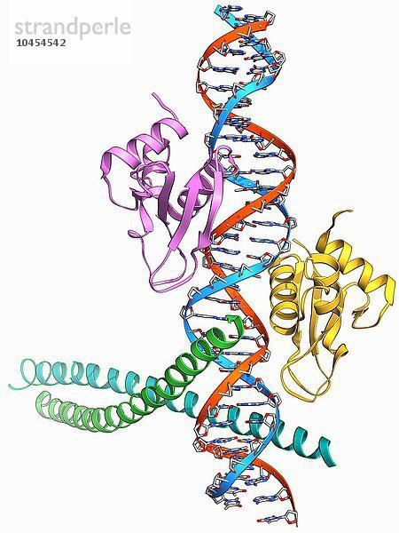 Transkriptionsaktivierung des IFN-beta-Gens. Molekulares Modell eines Enhancementosoms  das die Transkriptionsfaktoren IRF-3  ATF-2 und c-Jun enthält  die an den Interferon-beta (IFN-beta)-Enhancer auf einem DNA-Strang (Desoxyribonukleinsäure  rot und blau) gebunden sind. Die Aktivierung des IFN-beta-Gens erfordert den Aufbau eines Enhancementosoms  das eine Reihe von Transkriptionsfaktoren enthält  darunter die hier gezeigten. Diese Faktoren binden an die entsprechende Stelle auf dem DNA-Strang und aktivieren die Expression des IFN-beta-Gens. Transkriptionsaktivierung des IFN-beta-Gens