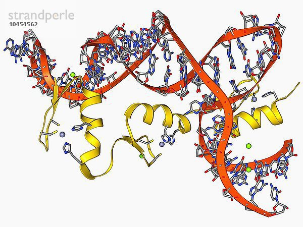 Transkriptionsfaktor und ribosomale RNA (rRNA). Molekulares Modell  das die 6 Zinkfinger des Transkriptionsfaktors IIIA (gelb) zeigt  die an die RNA (Ribonukleinsäure  rot und blau) aus einer 5s-Ribosomen-Untereinheit gebunden sind. Transkriptionsfaktoren sind Proteine  die an bestimmte DNA-Sequenzen binden und die Bewegung (Transkription) der genetischen Information von der DNA zur mRNA (Boten-RNA) während der Genexpression steuern. Ribosomen sind für das Ablesen des RNA-Strangs und den Zusammenbau von Aminosäuren verantwortlich  um das vom transkribierten Gen kodierte Protein zu bilden. Transkriptionsfaktor und ribosomale RNA