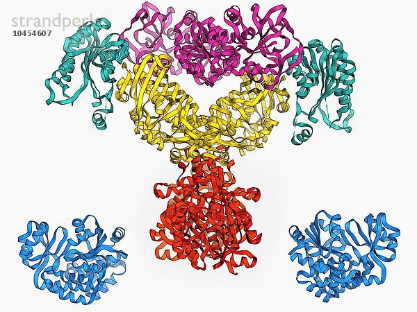 Fettsäure-Synthase (FAS)  molekulares Modell. FAS ist ein Multienzym  das eine Schlüsselrolle bei der Synthese von Fettsäuren (Lipiden) im menschlichen Körper spielt. Es handelt sich nicht um ein einzelnes Enzym  sondern um ein ganzes Enzymsystem Fettsäure-Synthase-Molekül