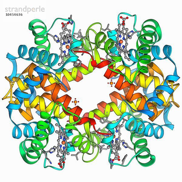Hämoglobin  molekulares Modell. Dies ist Desoxyhämoglobin  das Molekül in seinem nicht sauerstoffgebundenen Zustand. Hämoglobin transportiert den Sauerstoff in den roten Blutkörperchen durch den Körper. Es besteht aus vier Globinproteinen (gelb  grün  blau und rosa). Jedes Globinprotein ist um eine Häm-Gruppe gewickelt. Hämoglobin  molekulares Modell