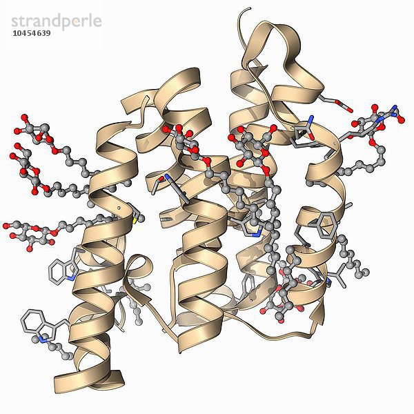 Rhomboide Protease. Molekulares Modell des rhomboiden Protease-Enzyms GlpG aus dem Bakterium Escherichia coli. Proteasen sind Enzyme  die Proteine abbauen. Rhomboid-Protease-Molekül