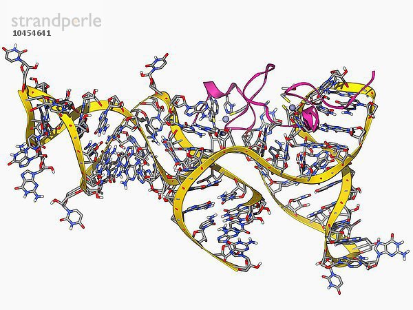Viraler RNA-Verpackungssignal-Komplex. Molekulares Modell des muPsi-RNA-Verpackungssignalkomplexes aus dem Rous sarcoma vuris. Diese RNA (Ribonukleinsäure)-Sequenz interagiert mit Nukleokapsid-Domänen  um die Verpackung der RNA in Viruspartikel zu steuern. Viraler RNA-Verpackungssignal-Komplex