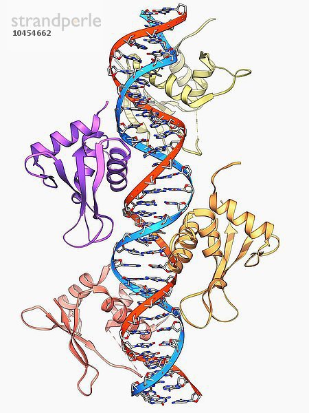 Interferon-Regulationsfaktor. Molekulares Modell des Interferon-Regulationsfaktors 3 (IRF3  Spulen rechts und links)  gebunden an ein DNA-Molekül (Desoxyribonukleinsäure) (rot und blau). IRF3 ist ein Mitglied der Familie der Interferon-Regulations-Transkriptionsfaktoren. Er bindet an die DNA und aktiviert die Transkription der Interferone alpha und beta sowie anderer Interferon-induzierter Gene. Interferone sind Proteine  die von weißen Blutkörperchen als Teil der Immunantwort auf eindringende Krankheitserreger  insbesondere Viren  produziert werden. Interferon-Regulationsfaktor-Molekül