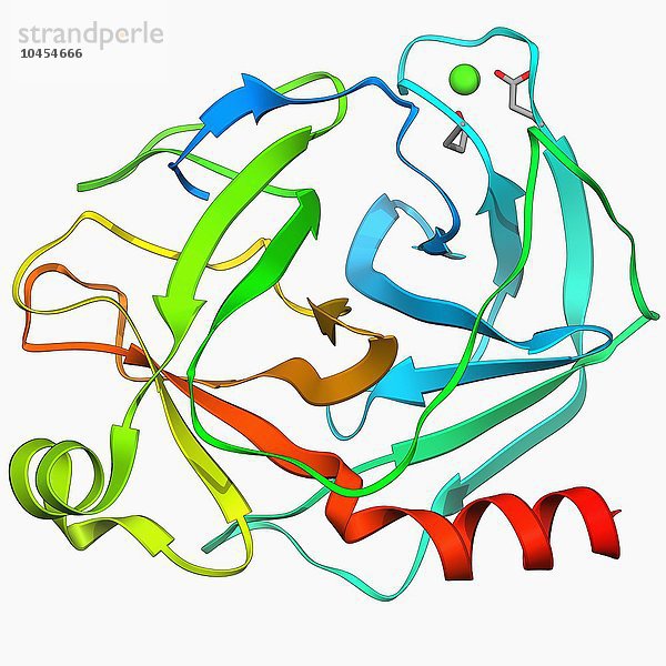 Trypsin-Molekül. Molekulares Modell des verdauungsfördernden Proteaseenzyms Trypsin. Trypsin wird von der Bauchspeicheldrüse freigesetzt  um Proteine in kleinere Ketten von Aminosäuren zu zerlegen. Es wird in einer inaktiven Form (Trypsinogen) freigesetzt und im Dünndarm durch das Enzym Enterokinase in Trypsin umgewandelt. Trypsin-Molekül