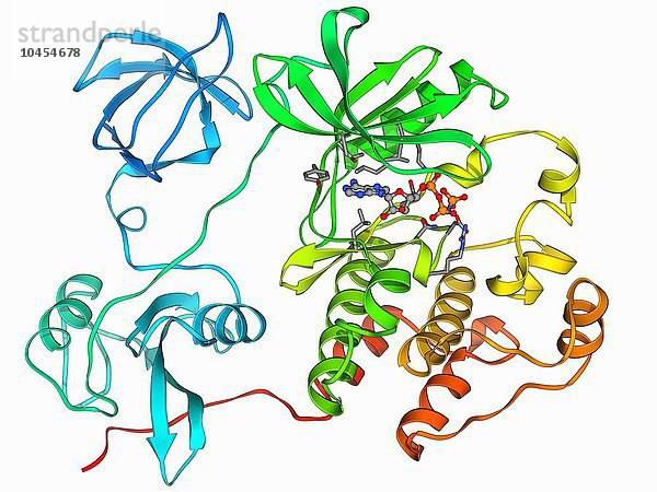 Src-Protein  molekulares Modell. Src ist eine Tyrosinkinase  ein Signalprotein in Zellen  das die Fähigkeit hat  die Proteinsynthese und das Zellwachstum einzuschalten . Src-Proteinmolekül