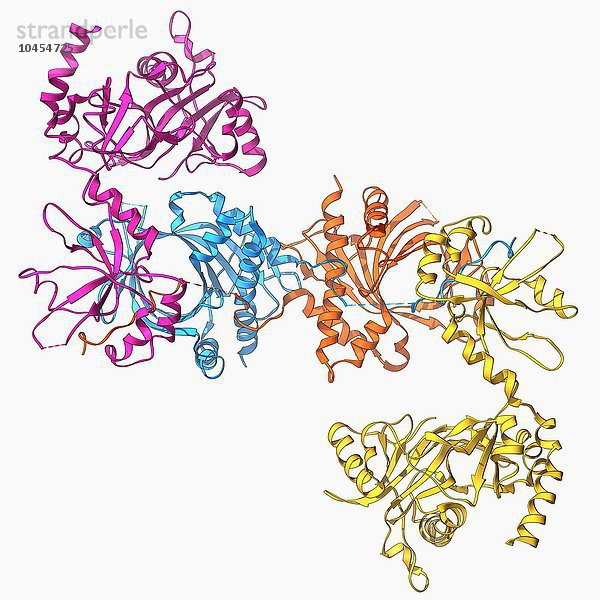 mRNA-Kappungsapparat. Molekulares Modell des Cet-1-Ceg1 mRNA-Kappenapparats. mRNA-Kappenapparat