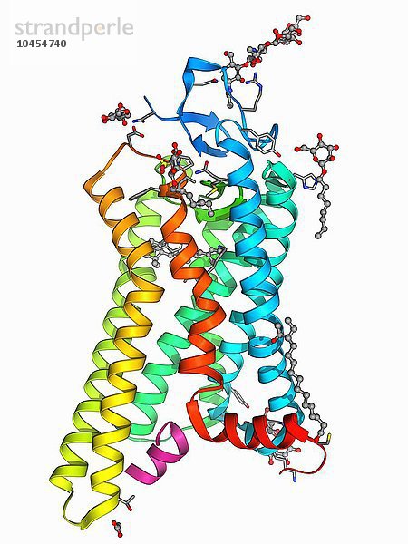 Molekül Metarhodopsin II  Molekülmodell. Dies ist eines der Zwischenprodukte  die entstehen  wenn Licht auf das Photorezeptorpigment Rhodopsin fällt. Rhodopsin befindet sich in den Stäbchen-Photorezeptorzellen in der Netzhaut des Auges. Der Rhodopsin-Komplex besteht aus dem Protein Opsin  das an eine Nicht-Protein-Komponente  das Retinal  gebunden ist. Das Retinalmolekül absorbiert Licht  woraufhin es seine Form verändert und sich vom Opsin löst. Dadurch wird die Übertragung von Nervenimpulsen an das Gehirn ausgelöst  was zur Wahrnehmung des Sehens führt. Die hohe Empfindlichkeit von Rhodopsin ermöglicht das Sehen bei schwachem Licht. Metarhodopsin-Molekül