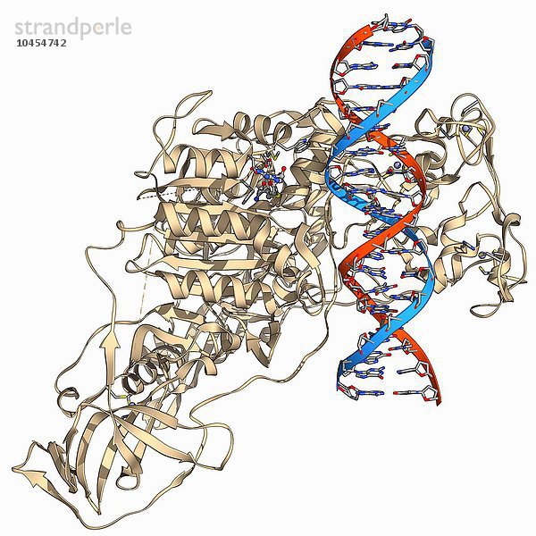 Methyltransferase im Komplex mit DNA  molekulares Modell. Der DNA-Strang (Desoxyribonukleinsäure  rot und blau) wird von der DNA-Methyltransferase 1 (DNMT-1  beige) umschlossen. Dieses Enzym fügt Methylgruppen an die DNA an  ein Prozess  der als DNA-Methylierung bezeichnet wird und mit dem Gene stillgelegt und reguliert werden können  ohne dass die genetische Sequenz verändert wird.