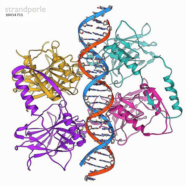 Tumorsuppressor-Protein. Molekulares Modell des Tumorsuppressorproteins p53 (beige)  gebunden an ein Molekül DNA (Desoxyribonukleinsäure  rot und blau). P53 verhindert die Vermehrung von Zellen mit geschädigter DNA. Seine Produktion erfolgt als Reaktion auf Strahlung und Chemikalien  die die Struktur der DNA schädigen. Das Protein bindet an bestimmte Sequenzen in der DNA und stoppt den Zellzyklus (das Mittel  mit dem sich Zellen replizieren). Bei geringfügigen Schäden aktiviert P53 Gene  die an der DNA-Reparatur beteiligt sind  doch wenn der Schaden nicht repariert werden kann  leitet es den Zelltod (Apoptose) ein. P53 spielt eine sehr wichtige Rolle bei der Verhinderung der Replikation von Krebszellen  und zwar so sehr  dass p53 bei 50 % aller Krebsarten inaktiv ist. Tumorsuppressorprotein mit DNA