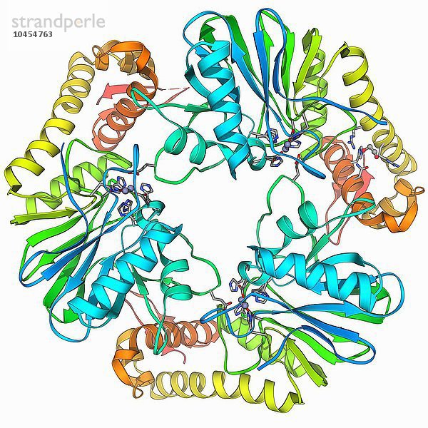 Beta-Lactamase-ähnliches Protein 2  molekulares Modell Beta-Lactamase-ähnliches Protein 2 Molekül