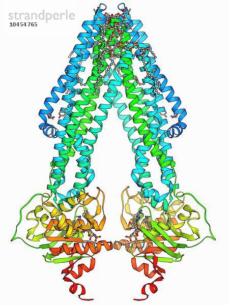 ATP-bindender Kassettentransporter. Molekulares Modell des menschlichen mitochondrialen ATP-bindenden Kassettentransporters ABCB10. Dieses Protein befindet sich auf der inneren Membran der Mitochondrien. Es schützt die Mitochondrien vor oxidativem Stress und ist auch an der Hämoglobinsynthese beteiligt. ATP-bindender Kassettentransporter