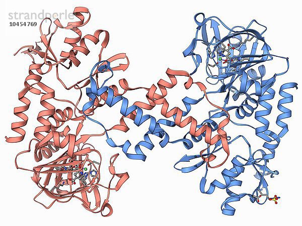Menschliche Lysin-spezifische Demethylase  molekulares Modell. Dieses Enzym entfernt Methylgruppen von Lysinresten in Histonen (Proteine  die die DNA verpacken). Menschliche lysinspezifische Demethylase