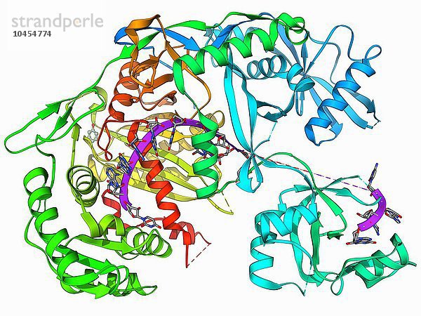 Argonaute-Protein. Molekulares Modell des menschlichen Argonaute-2-Proteins im Komplex mit microRNA (Mikro-Ribonukleinsäure). Dieses Protein ist Teil des RNA-induzierten Silencing-Komplexes (RISC). RISC spielt eine Rolle bei der Genregulation und der Abwehr von Virusinfektionen. Argonaute-Protein und microRNA