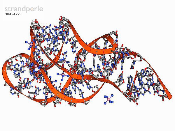 Guanin-responsiver Riboschalter  molekulares Modell. Dieses Protein reguliert die Genexpression durch Bindung an das Nukleotid Guanin  um die Transkription auszuschalten. Guanin-responsiver Riboschalter