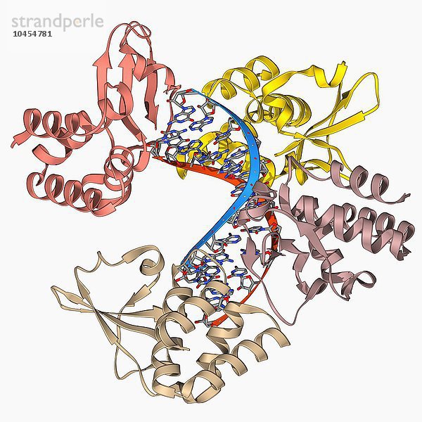 Marburg-Virus-Protein 35 und RNA. Molekulares Modell des Marburg-Virus-Proteins 35 (VP35)  gebunden an ein Molekül doppelsträngiger RNA (Ribonukleinsäure). Dieses Protein hilft dem Virus  dem Immunsystem seines Wirts zu entgehen. Marburg-Virusprotein 35 und RNA