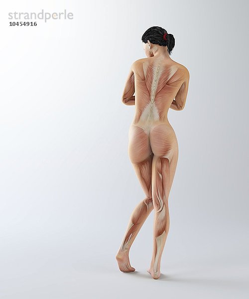 Weibliche Muskulatur  Computerkunstwerk Weibliche Muskulatur  Kunstwerk