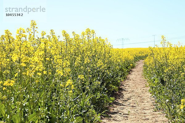 Weg in einem Rapsfeld Weg in einem Rapsfeld