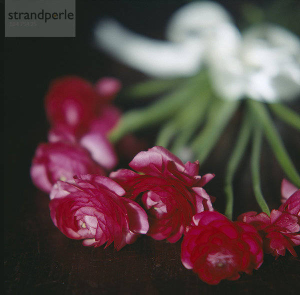 Ranunkelblüten in einem mit einem Band gebundenen Strauß. Der Hahnenfuß (^IRanunculus aconitifolius^i) gehört zur Familie der Hahnenfußgewächse und wird oft zusammen mit Rosen angebaut. Er wird wegen seiner attraktiven und duftenden Blüten kultiviert. Ranunkelblüten