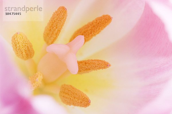Fortpflanzung der Tulpe. Fortpflanzungsorgane einer Tulpenblüte (^ITulipa sp.^i). In der Mitte befindet sich die weibliche Fortpflanzungsstruktur  der Stempel. Um ihn herum befinden sich die männlichen Staubgefäße. Ein Staubblatt besteht aus dem Staubfaden und der Staubbeutel.