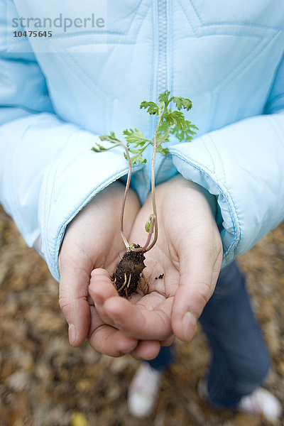 Pflanzenkeimling in den Händen eines Mädchens. Die Wurzeln des Setzlings sind von einem kleinen Erdklumpen umschlossen  und an den Trieben  die aus den Wurzeln nach oben wachsen  entwickeln sich Blätter. Pflanzensetzling