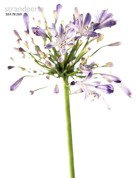 Afrikanische Blaulilie (Agapanthus sp.)