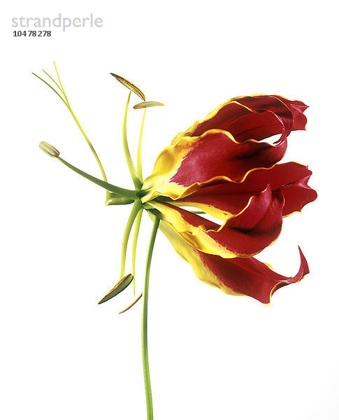 Flammenlilie (Gloriosa sp.)