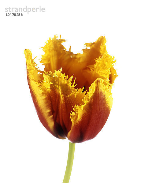 Papageien-Tulpe (Tulipa sp.)