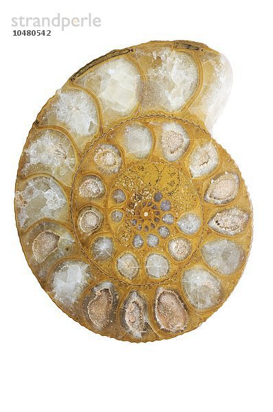 Ammonit Fossil