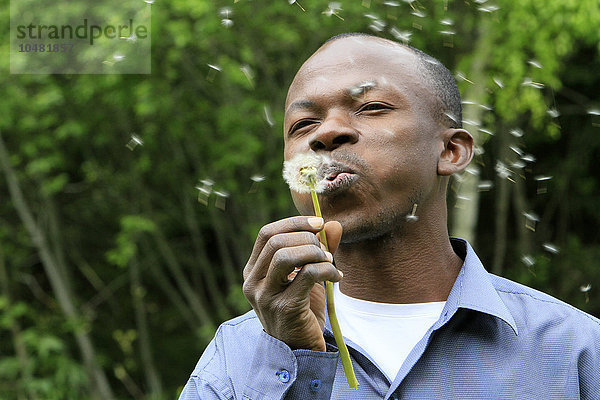 Afrikanischer Mann bläst auf ein Gras.