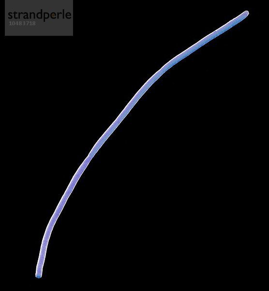 Stäbchenförmiges Bakterium. Farbige rasterelektronenmikroskopische Aufnahme (REM) eines stäbchenförmigen (Bazillus) fadenförmigen Bakteriums aus einem menschlichen Mund. Vergrößerung: x1350 bei einer Druckbreite von 10 Zentimetern Stäbchenbakterium  SEM