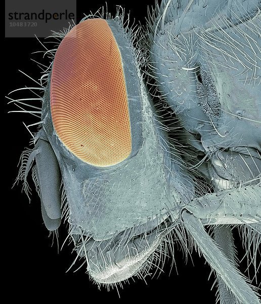 Kopf der Blauflügeligen Ödlandschrecke (Calliphora vomitoria)  farbige Rasterelektronenmikroskopie (SEM). Vergrößerung: x35 bei einer Druckgröße von 10 Zentimetern Kopf der Blaufliege  SEM