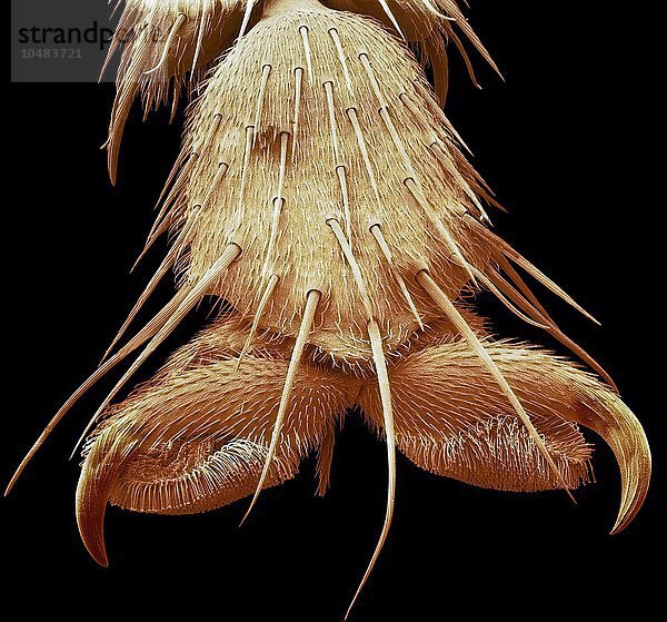 Fuß der Blauflügeligen Ödlandschrecke  farbige Rasterelektronenmikroskopie (SEM). Vergrößerung: x250 bei einer Druckbreite von 10 Zentimetern Blauflügeliger Fliegenfuß  SEM