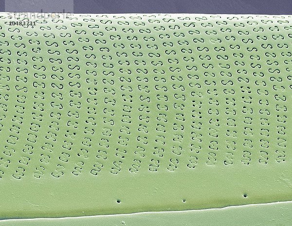 Kieselalge. Farbige rasterelektronenmikroskopische Aufnahme (SEM) eines Teils der Zellwand einer Kieselalge (Amphora sp.). Die Kieselalgen sind eine Gruppe photosynthetischer  einzelliger Algen mit etwa 100 000 Arten. Vergrößerung: x5000 bei einer Druckbreite von 10 Zentimetern Kieselalge  SEM
