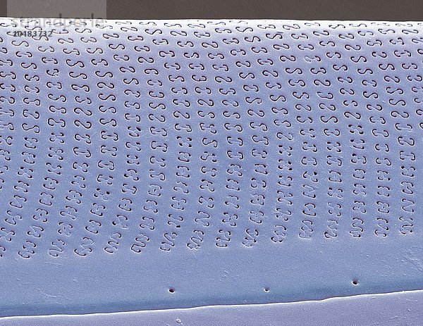Kieselalge. Farbige rasterelektronenmikroskopische Aufnahme (SEM) eines Teils der Zellwand einer Kieselalge (Amphora sp.). Die Kieselalgen sind eine Gruppe photosynthetischer  einzelliger Algen mit etwa 100.000 Arten. Vergrößerung: x5000 bei einer Druckbreite von 10 Zentimetern Kieselalge  SEM