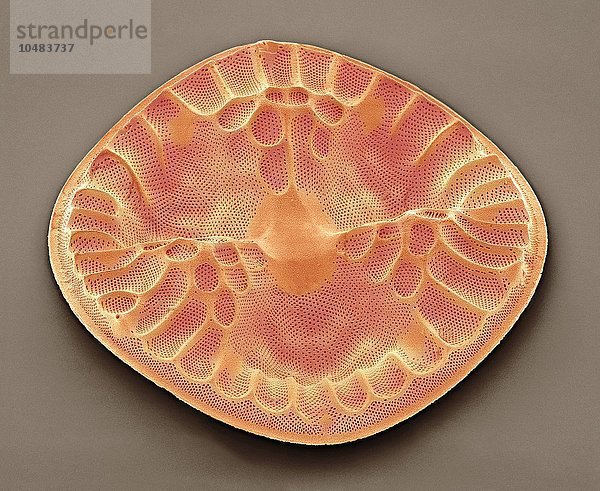 Kieselalge. Farbige rasterelektronenmikroskopische Aufnahme (SEM) einer Eupodiscus sculptus-Kieselalge. Die Kieselalgen sind eine Gruppe photosynthetischer  einzelliger Algen mit etwa 100 000 Arten. Vergrößerung: x800 bei einem Druck von 10 Zentimetern Breite Kieselalge  SEM